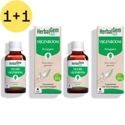 HerbalGem Vijgenboom Bio – Voedingssupplement – Extract van verse knoppen – Voor de spijsvertering | 1+1 GRATIS