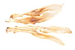 mascota vital - oreilles de lapin chien