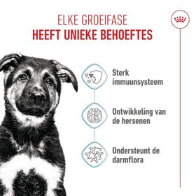 Royal Canin® Canine Puppy Maxi