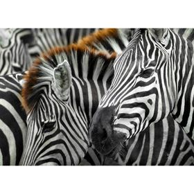 enjoy Puzzel Zebras 1000 stuks