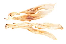 mascota vital - konijnenoren hond