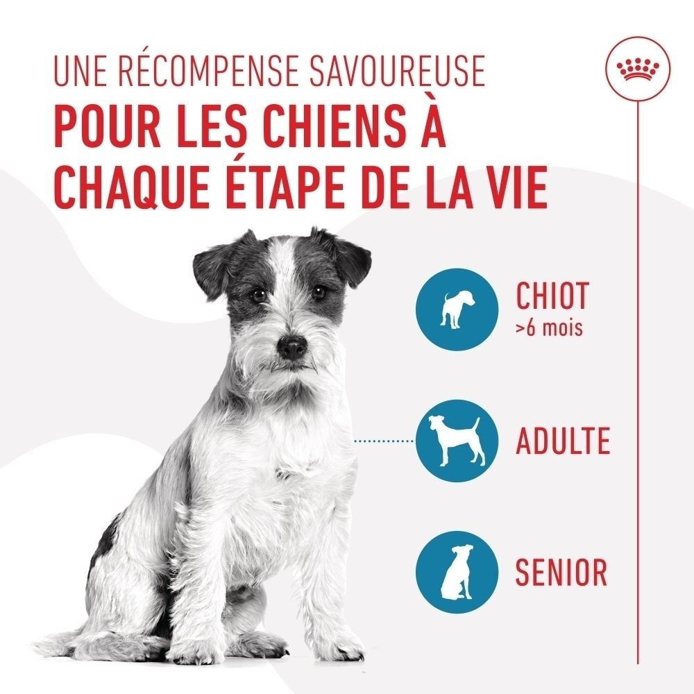 Royal Canin Training Treats : Friandise savoureuse pour chiens de tout âge (chiot, adulte, senior).