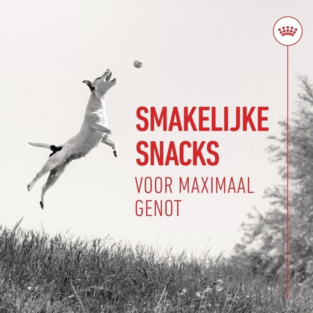 Hond springt naar bal, Royal Canin Training Treats voor maximaal plezier.