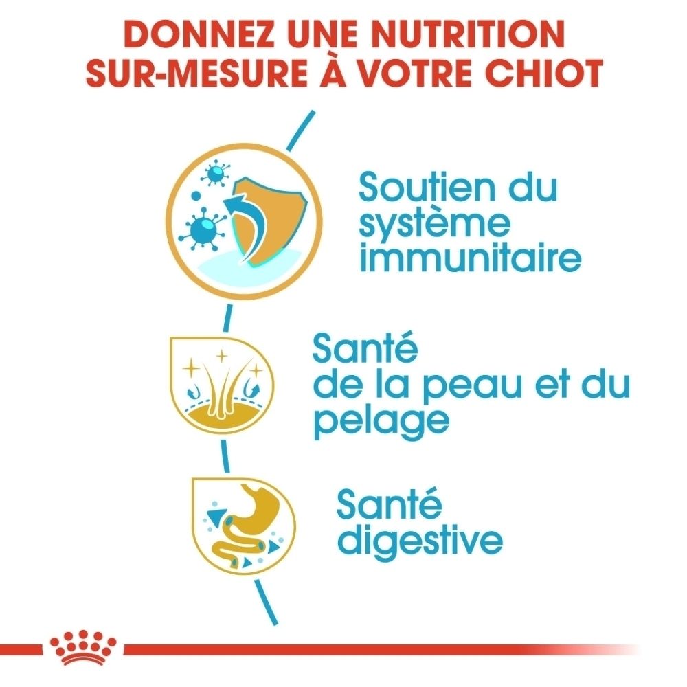 Royal Canin BHN Cocker Puppy : Image d'un chiot Cocker Spaniel avec indications de taille.