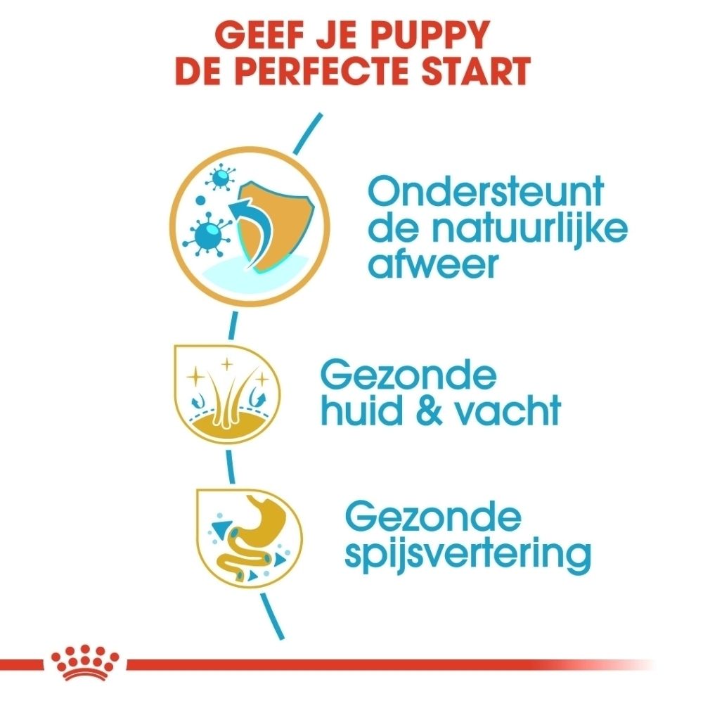 Royal Canin BHN Cocker Puppy: Afbeelding van een Cocker Spaniel puppy met maataanduidingen.
