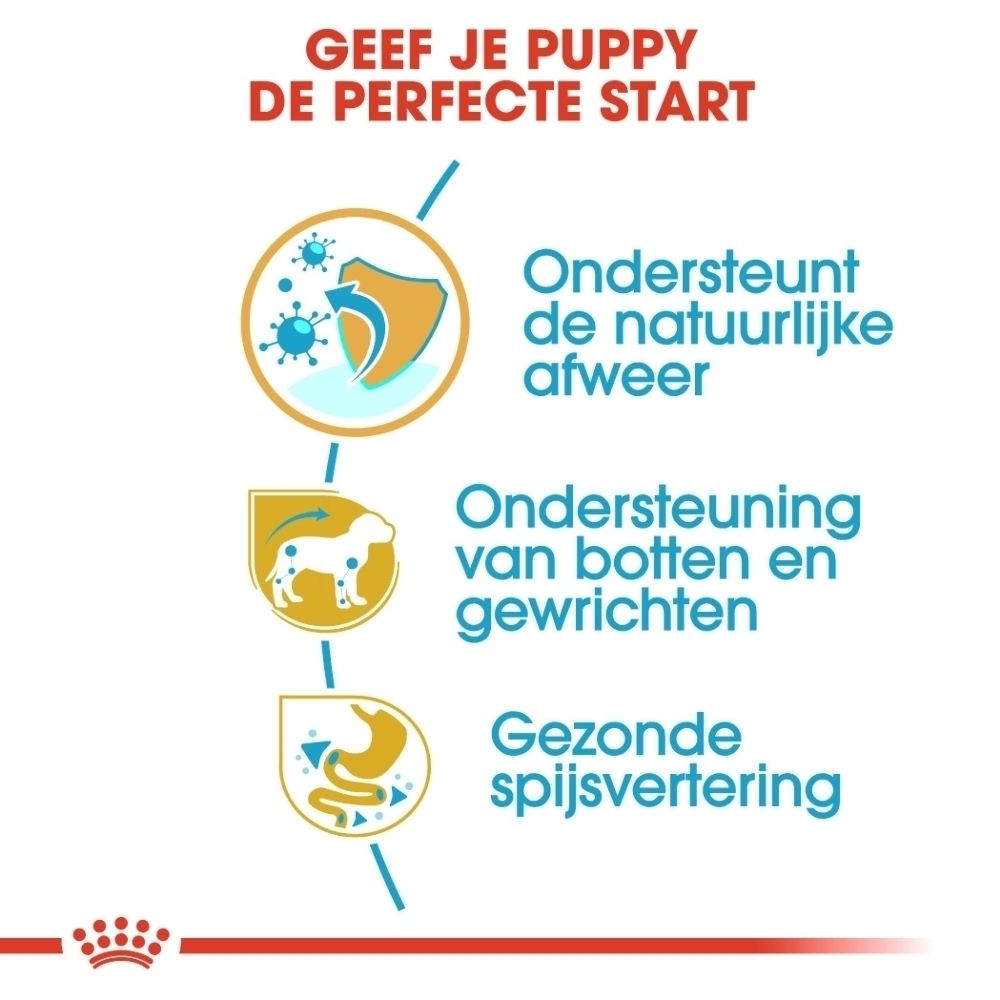 Royal Canin grafiek die de levensfasen van een Dashond toont: puppy (2-10 maanden) en volwassen.
