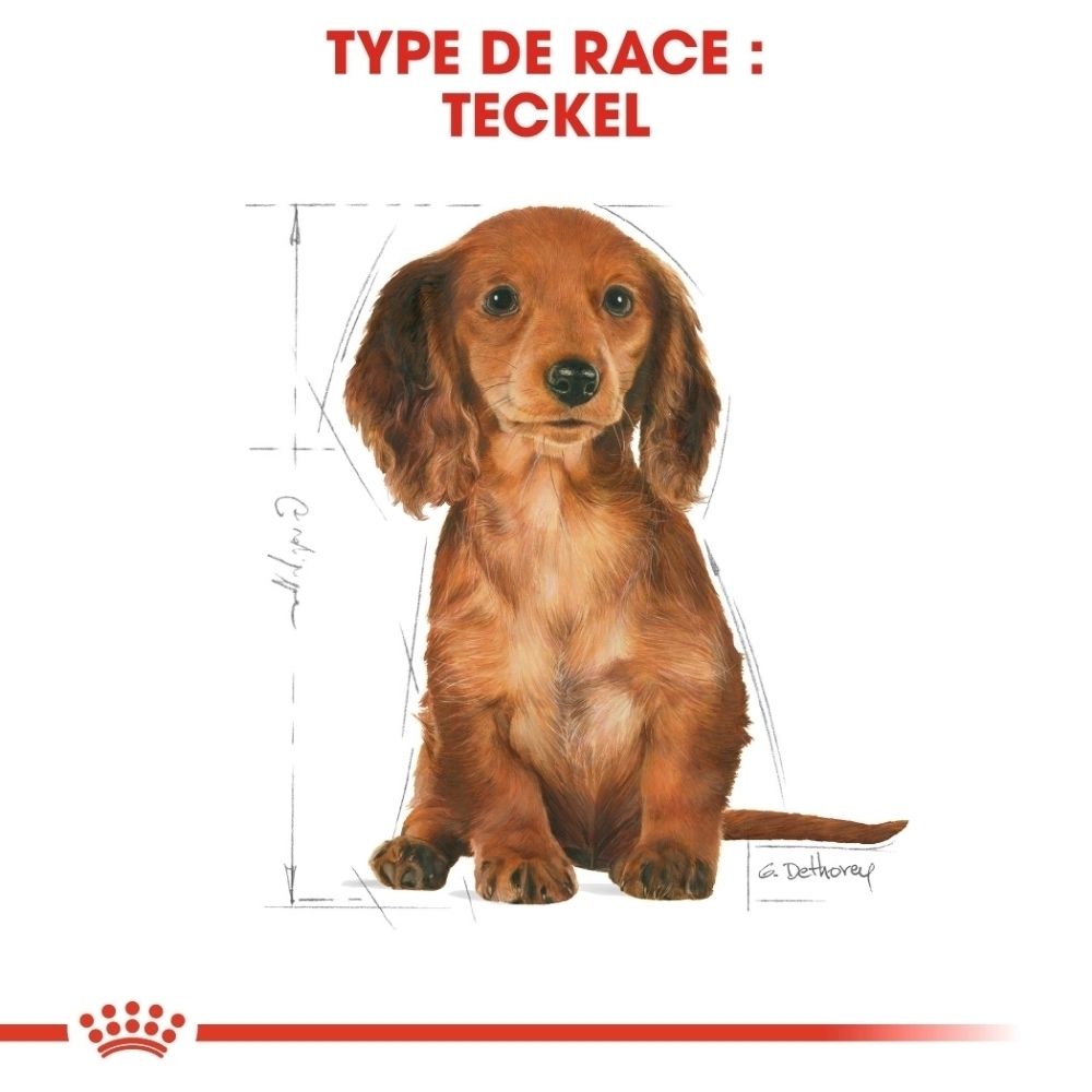 Graphique Royal Canin montrant une croquette sur mesure pour chiot Teckel. 'Tailor-Made Kibble'.