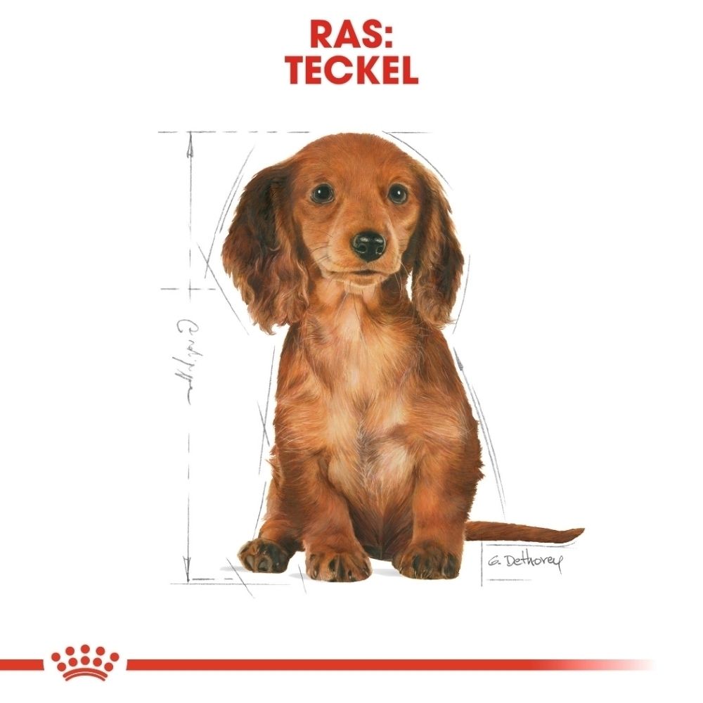 Royal Canin grafiek die een op maat gemaakte brok voor Dashond puppy's toont. 'Tailor-Made Kibble'.