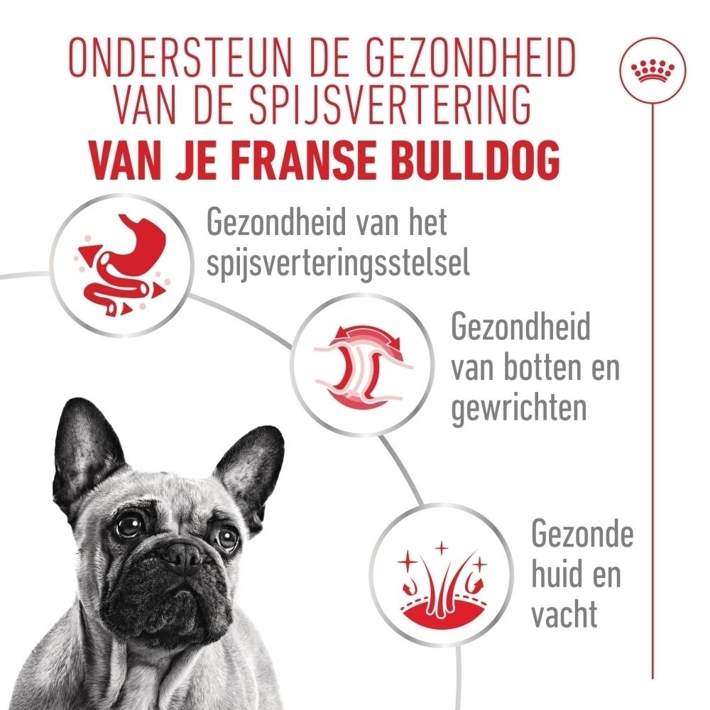 Franse bulldog met iconen voor spijsvertering, botten en huid/vacht.