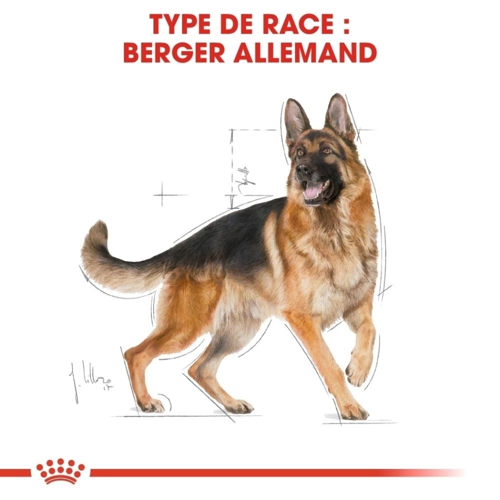 Berger allemand avec lignes et mesures schématiques.