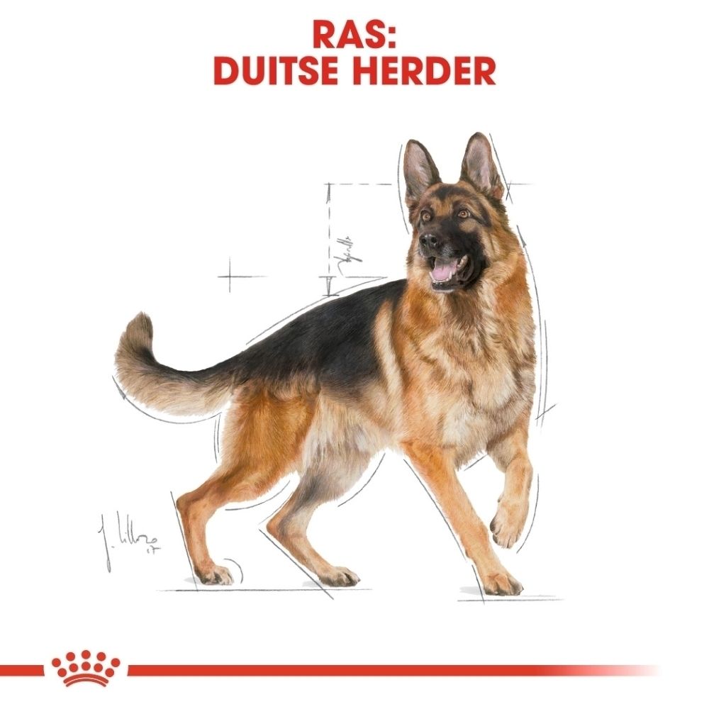 Duitse herder met schematische lijnen en het Royal Canin logo.