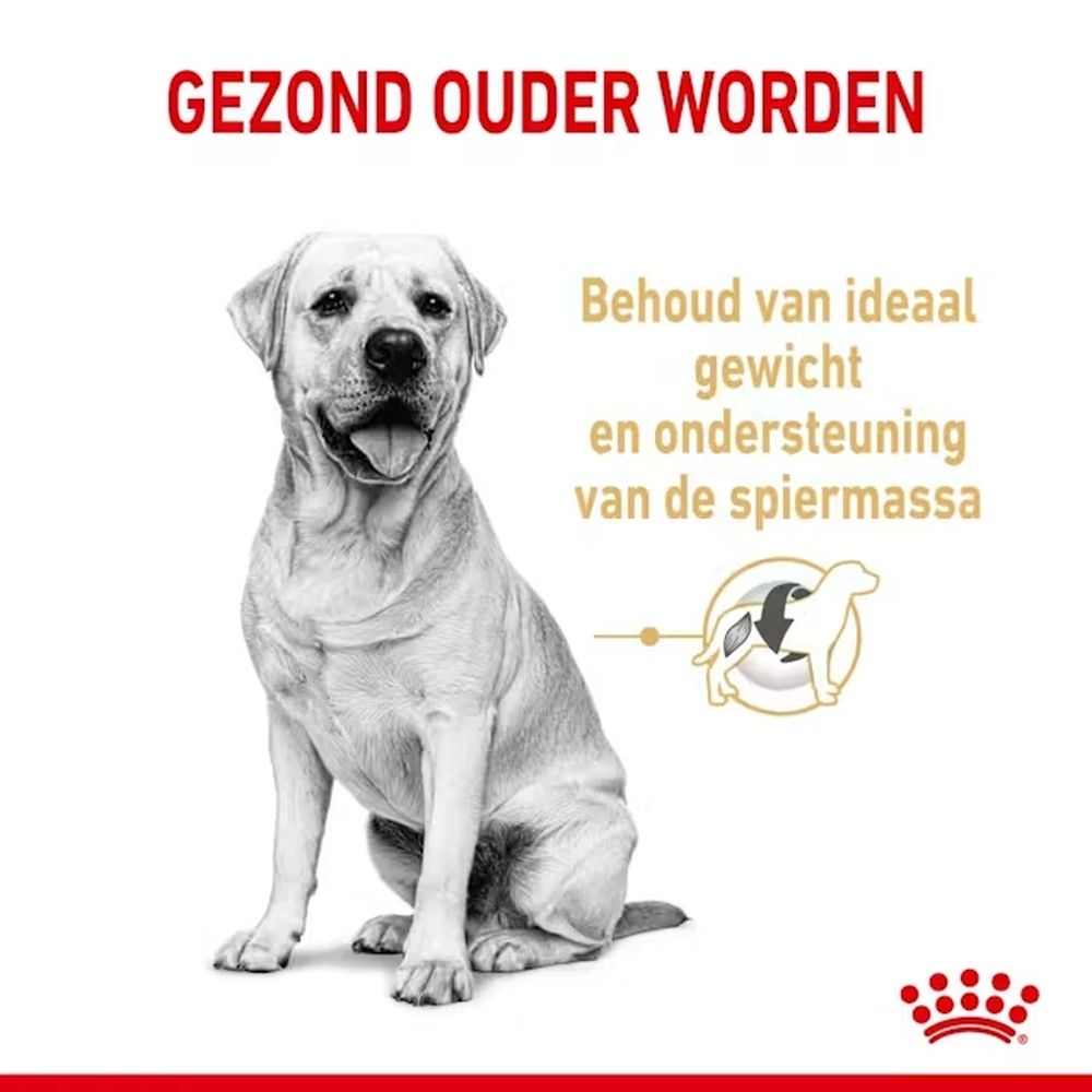 Labrador Retriever zit, met tekst over gewichtsbehoud en spiermassa behoud.