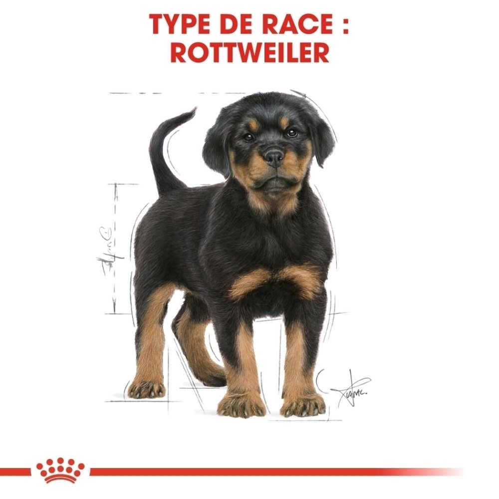 Représentation d'une forme de croquette sur mesure pour chiots Rottweiler par Royal Canin.