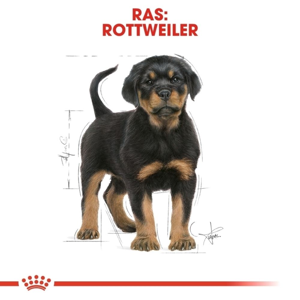 Grafiek over de overgang van Royal Canin Rottweiler Puppy naar Adult, met leeftijdsindicaties.