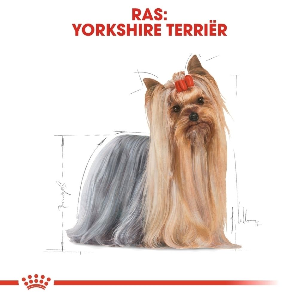 Yorkshire Terriër met lang, zijdeachtig haar en een rode strik in het haar. Technische tekening ernaast.