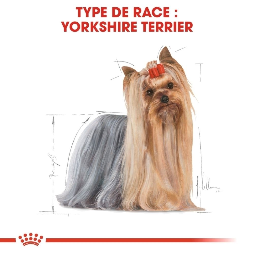 Yorkshire Terrier avec illustration des dimensions corporelles.