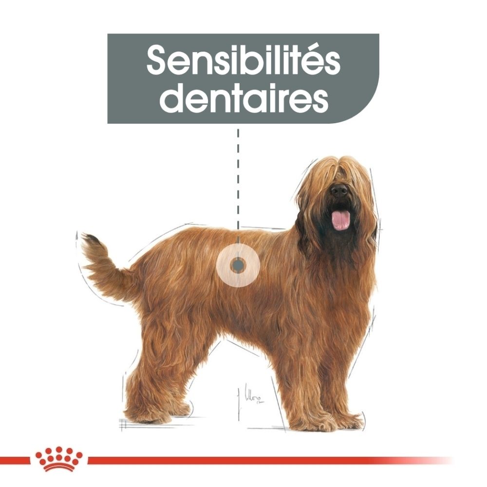 Schéma d'un chien avec un cercle sur le flanc indiquant les sensibilités dentaires.
