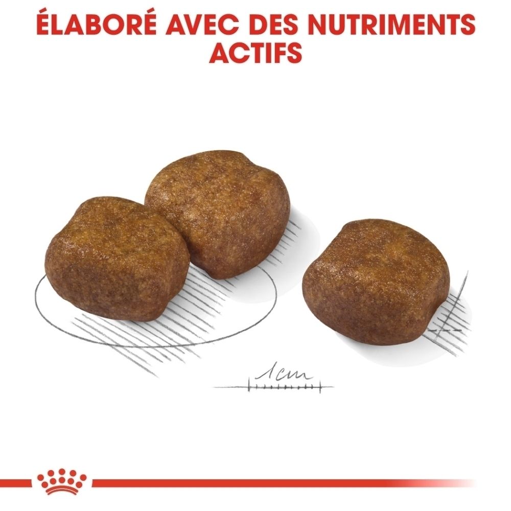 Trois croquettes brunes de forme irrégulière, dont une avec une échelle de 1 cm.