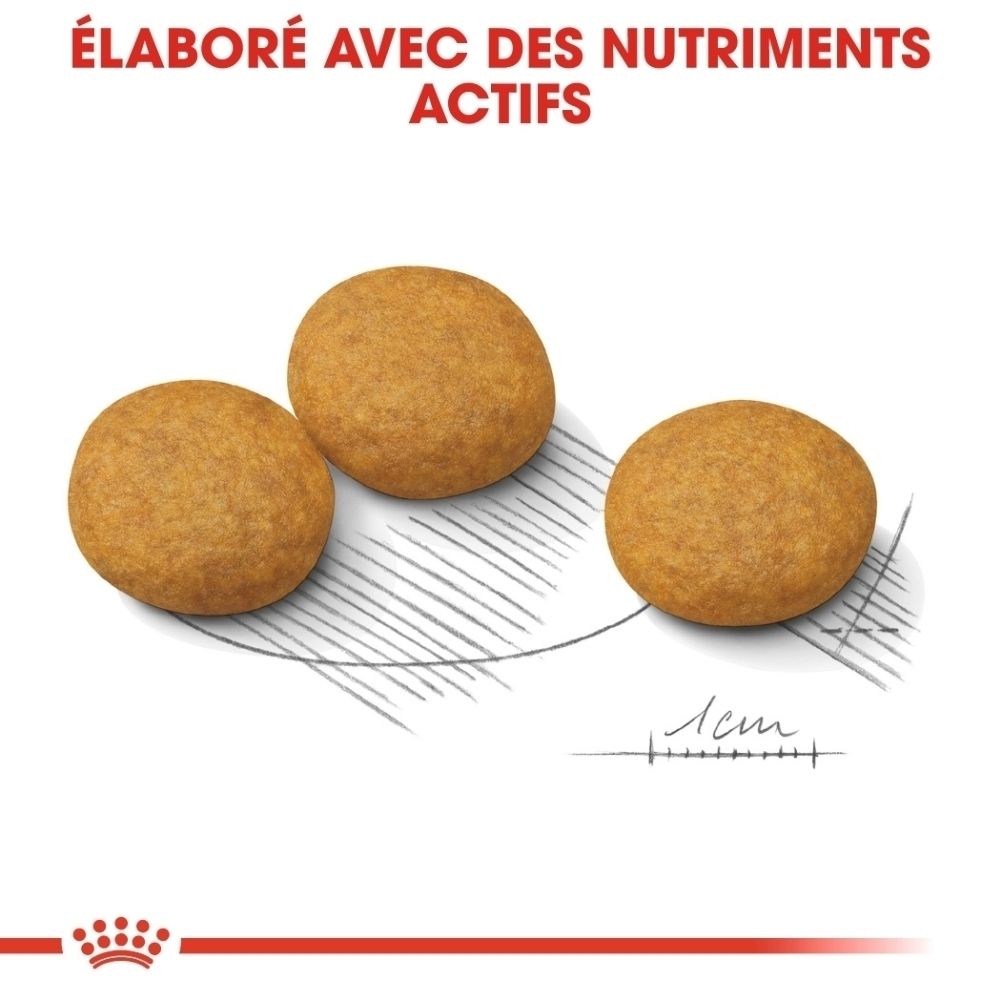 Pack Royal Canin Dermacomfort Medium, nourriture sèche et humide.