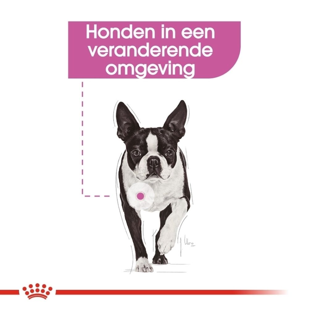 Boston Terrier met roze cirkel op de borst, op witte achtergrond.