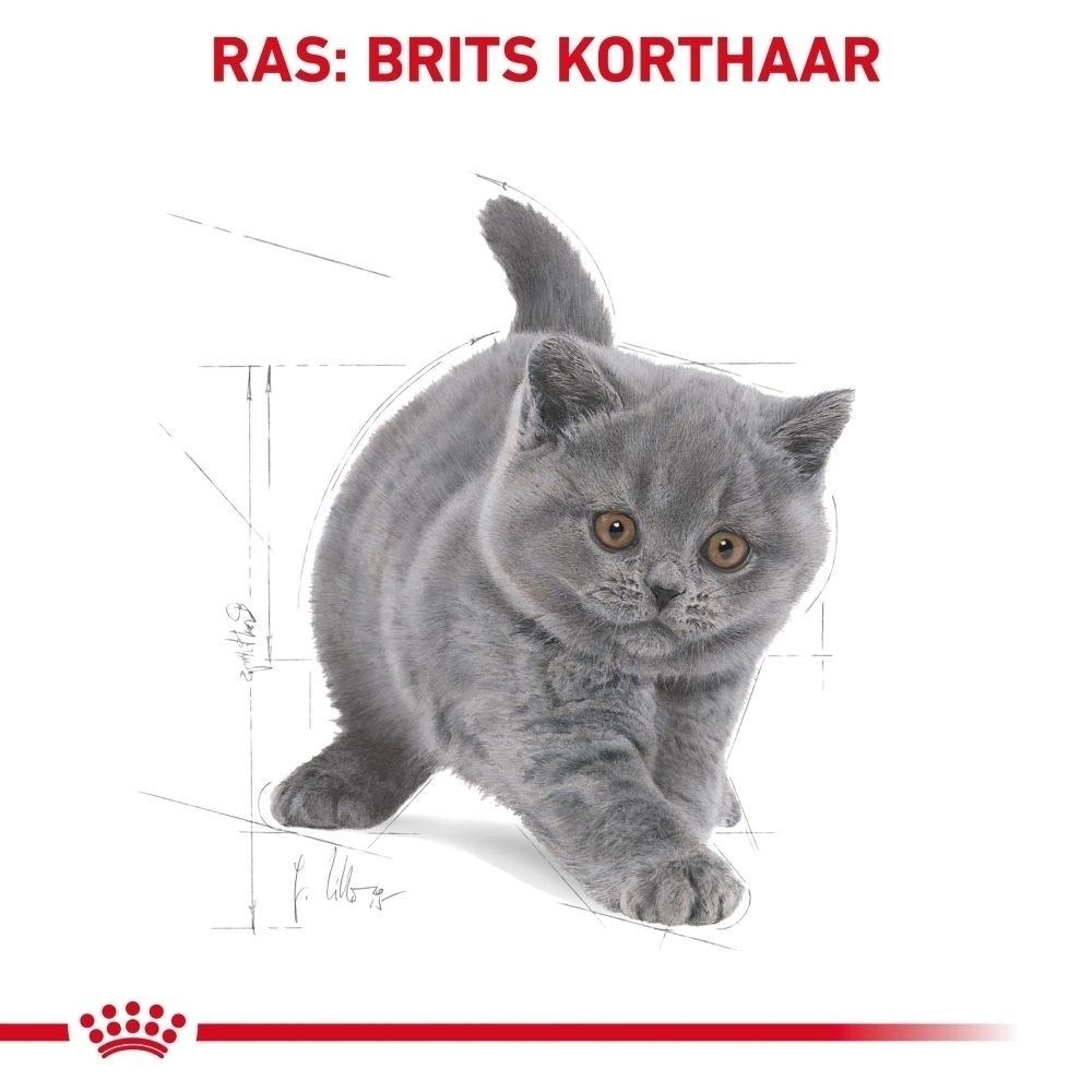 Grijze Britse Korthaar kitten met schetslijnen. Royal Canin logo onderaan.