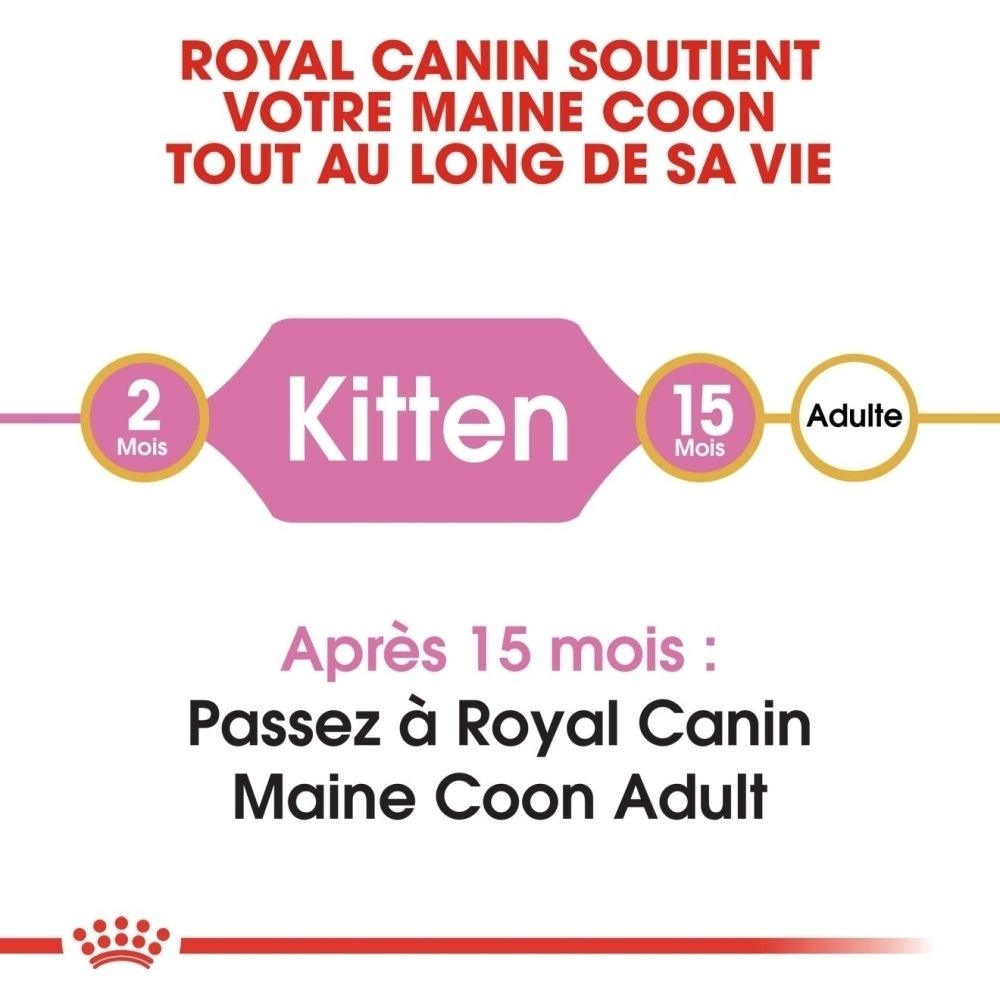 Grafiek toont levensfasen van Maine Coon katten: Kitten (2 maanden) tot Adult (15 maanden).