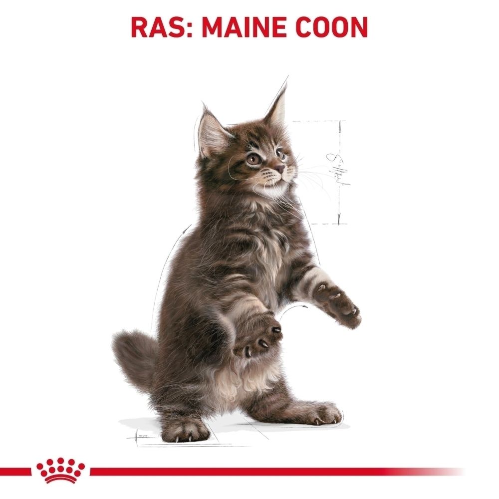 Maine Coon kitten met cyperkleuring, staat rechtop op de achterpoten.