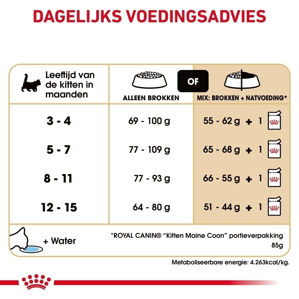 Voedingsadvies voor Kitten Maine Coon per leeftijd en voeroptie (brokken of mix).
