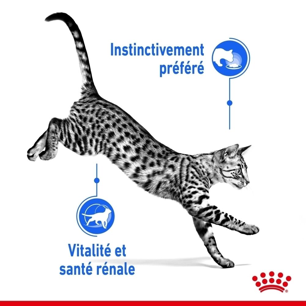 Sachet Royal Canin Indoor 7+ Sterilised pour chats, 85g, avec une image de nourriture pour chat.