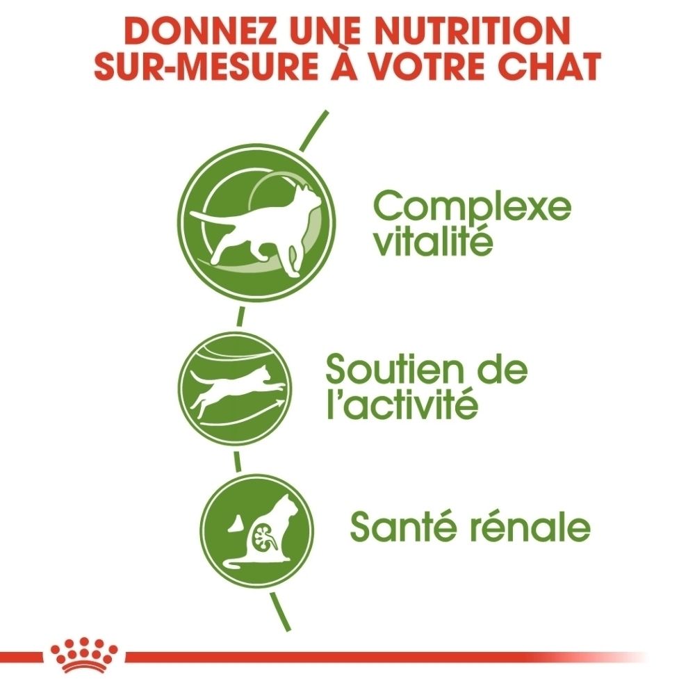 Infographie avec trois icônes : chat pour la vitalité, chat qui saute pour l'activité, chat avec rein pour la santé rénale.