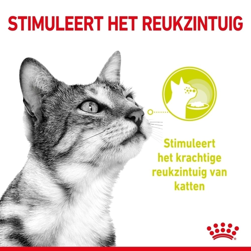 Kat ruikt aan voer. Tekst: Stimuleert het reukzintuig.