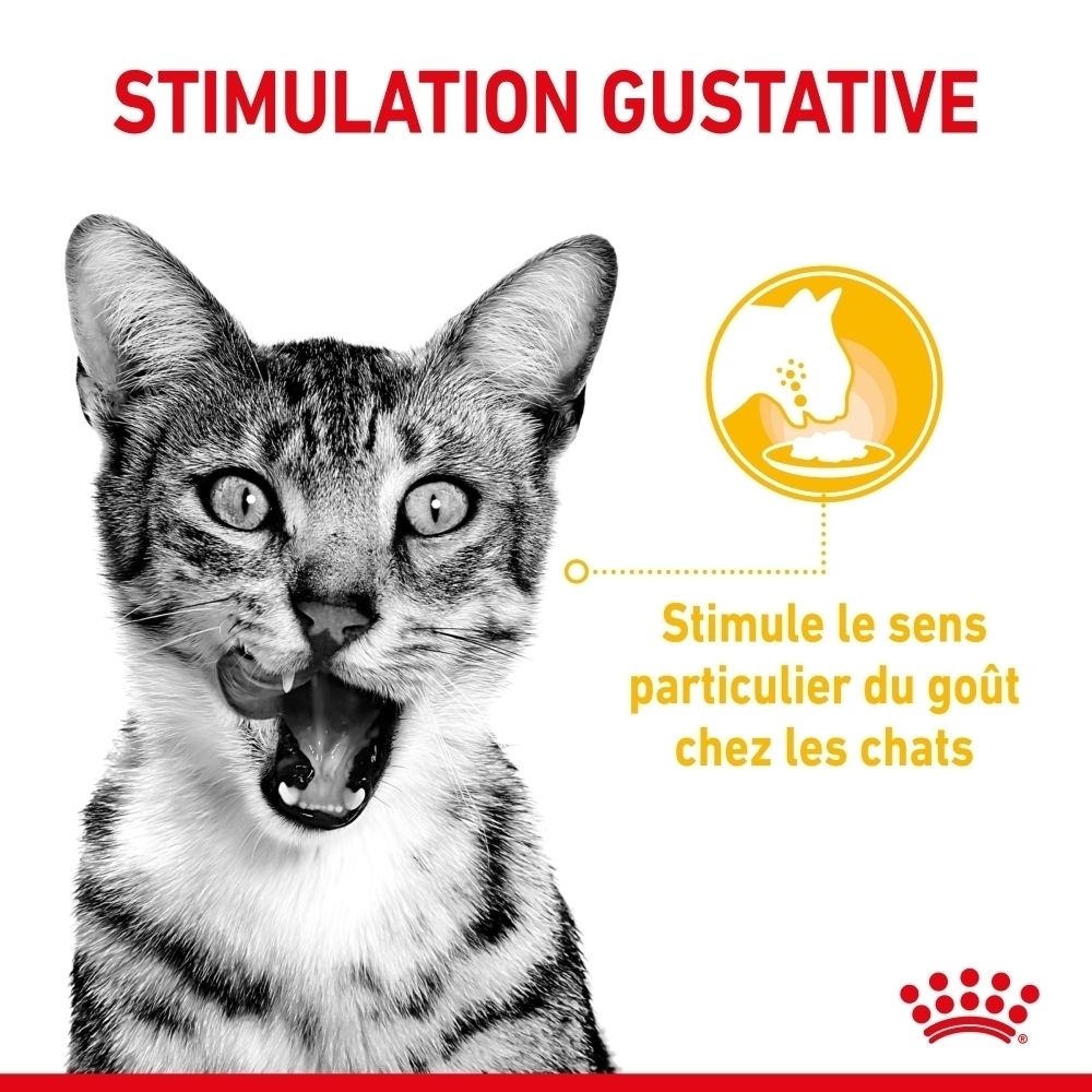 Chat se léchant les babines, avec un symbole de stimulation gustative à côté.