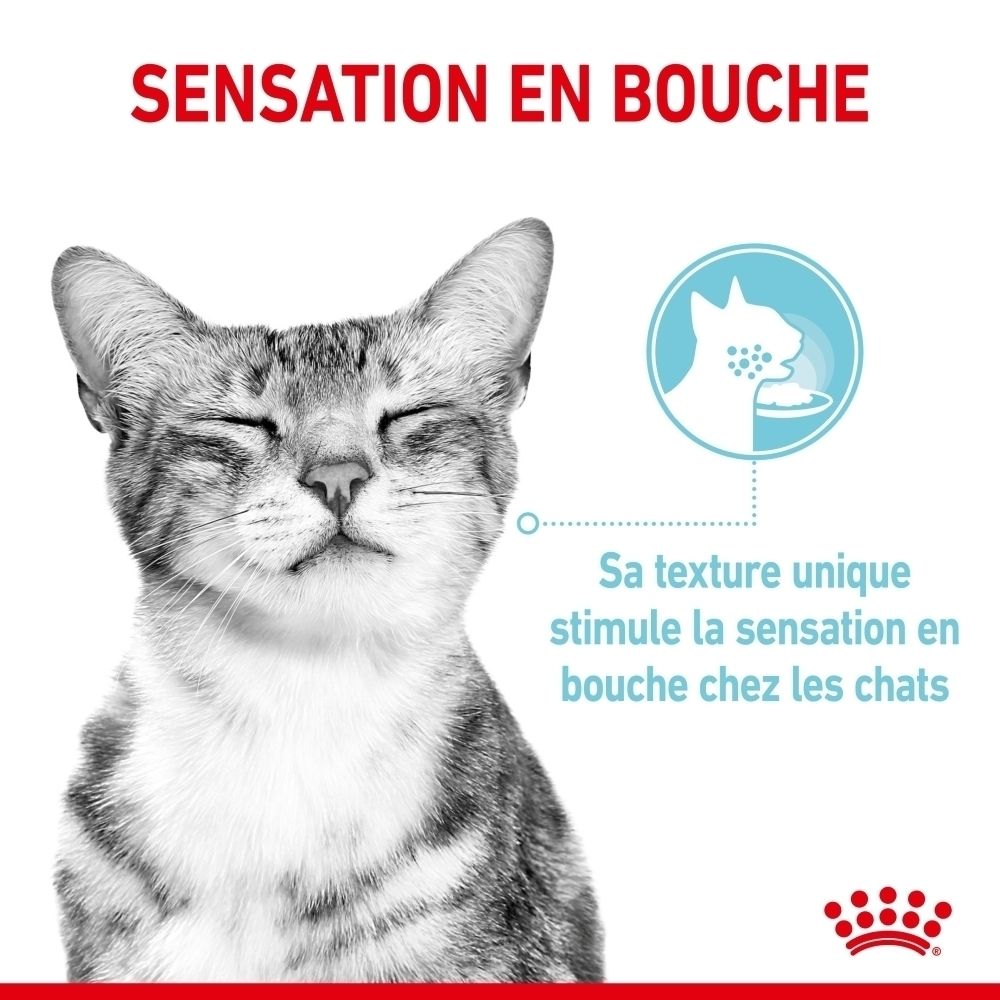 Chat tigré gris aux yeux fermés, texte sur la sensation en bouche.