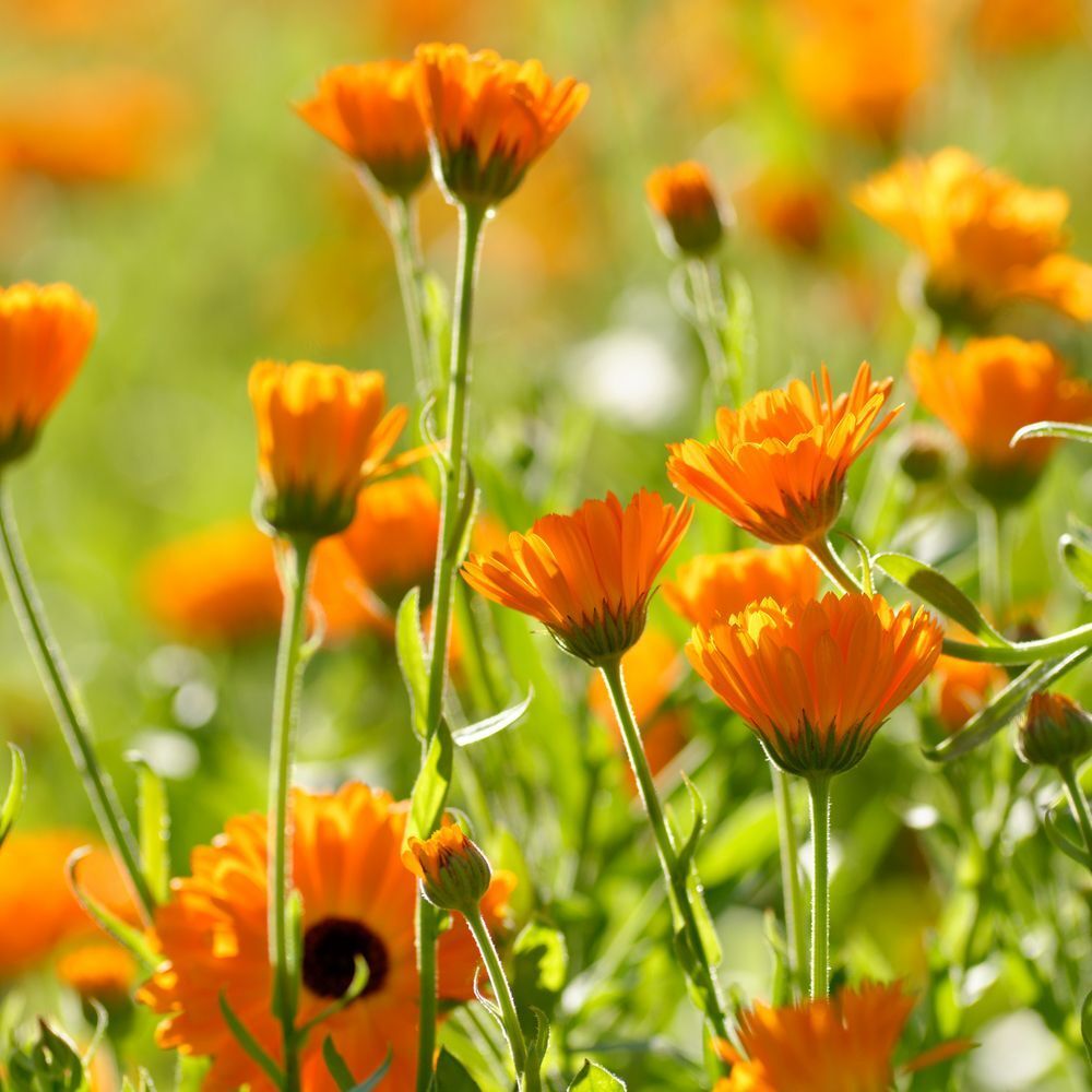 Weleda Calendula Tandpasta