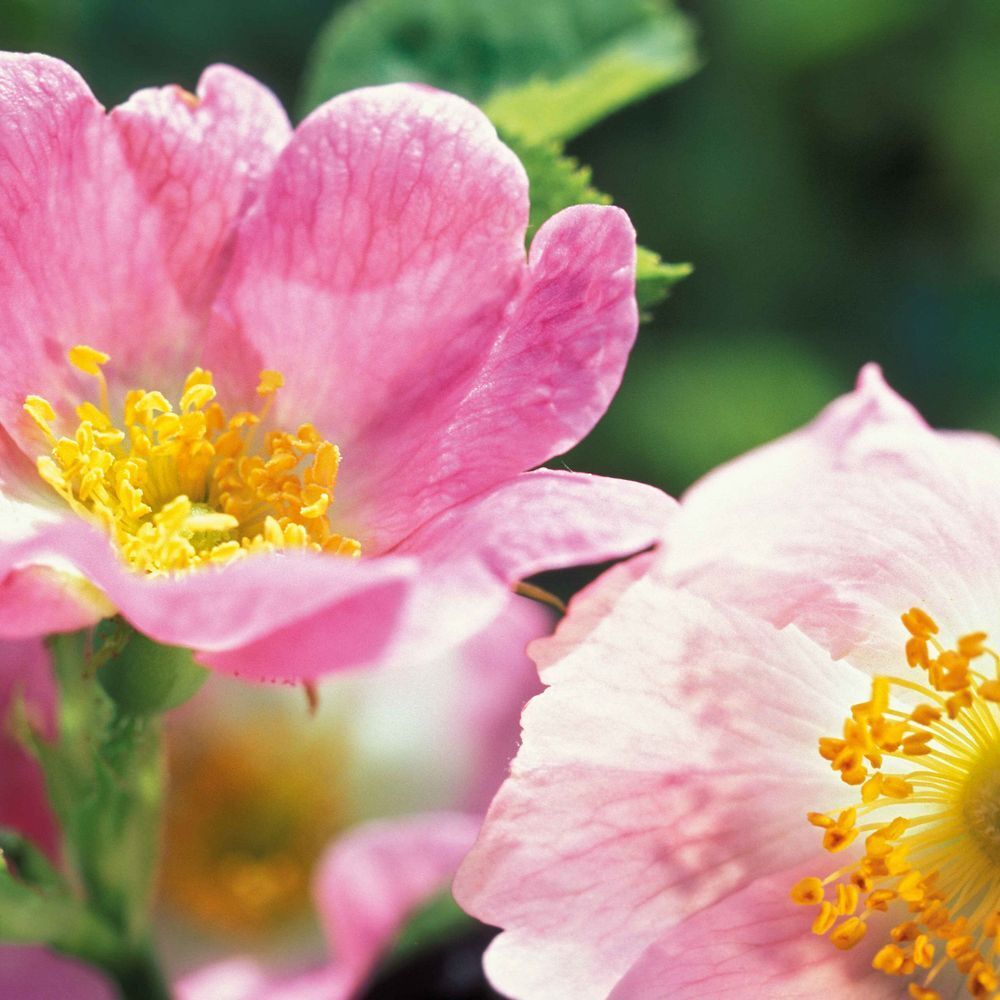 Weleda Rose Musquée Fluide Lissant