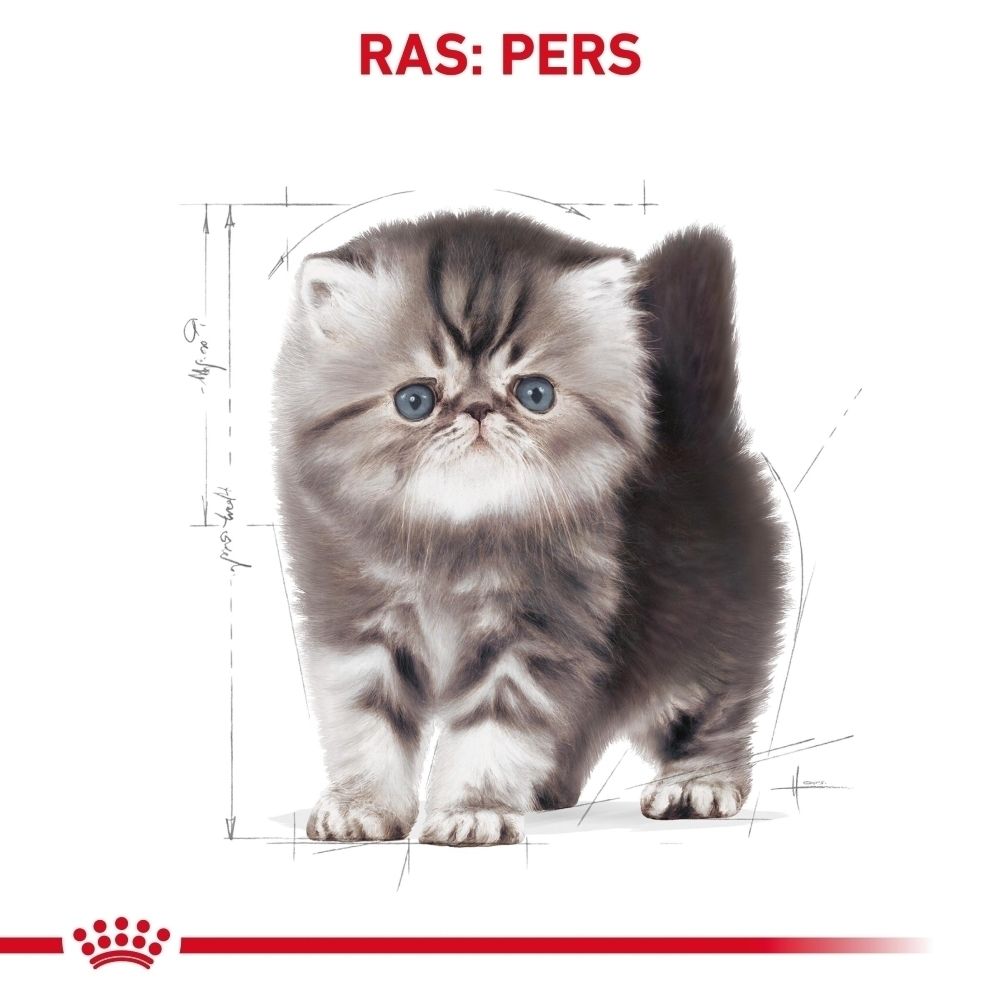 Een pluizige, grijze Perzische kitten met blauwe ogen staat vooraan. Technische tekeningen staan ernaast.