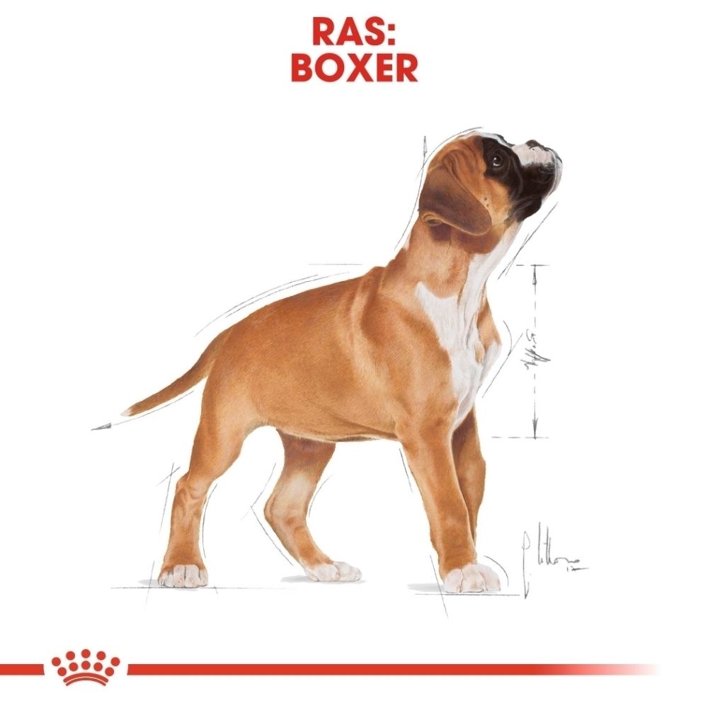 Een bruine boxer pup met witte aftekeningen staat rechtop. Technische tekeningen zijn ernaast zichtbaar.