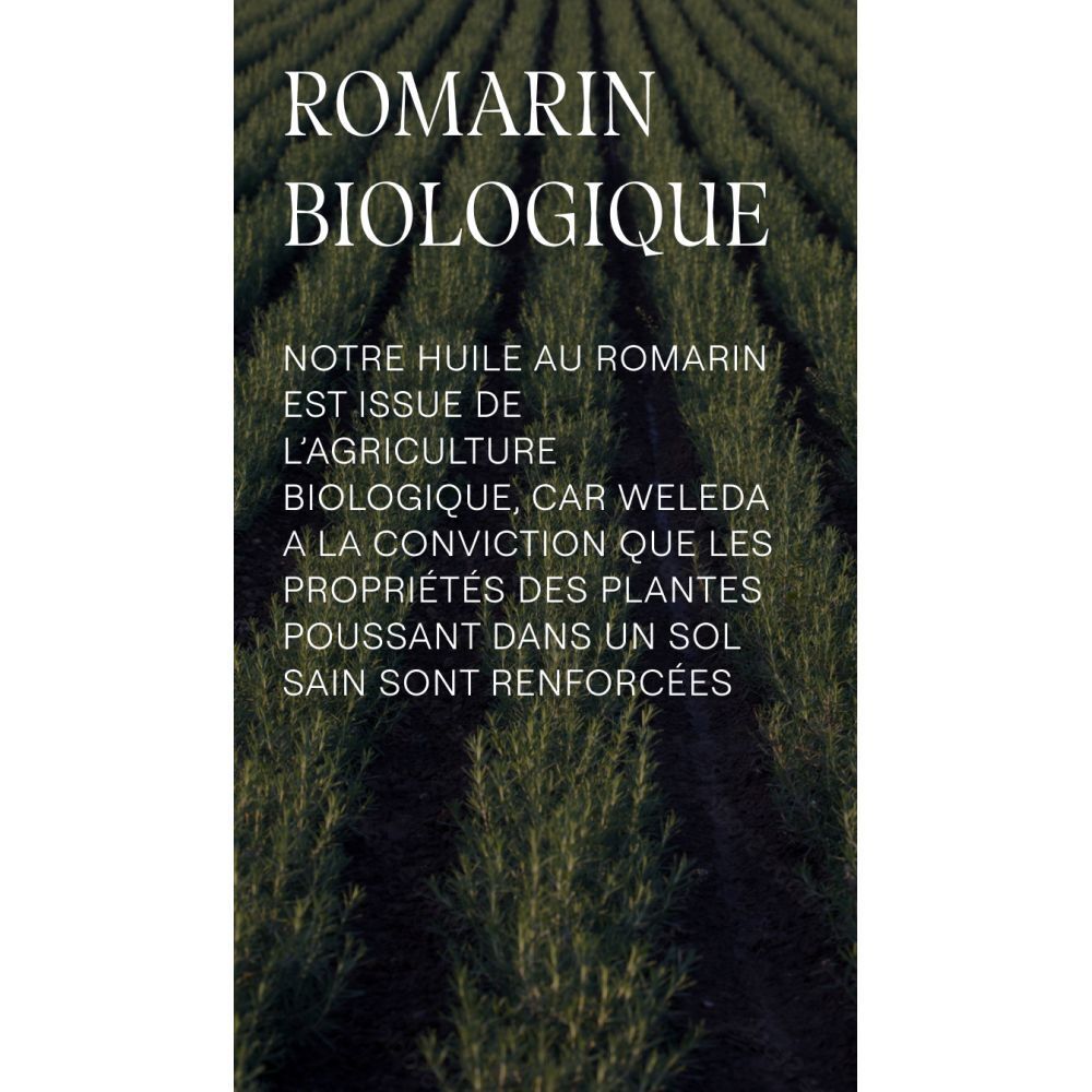 Rangée de plants de romarin. Texte: Romarin biologique. Huile de romarin issue de l'agriculture biologique.