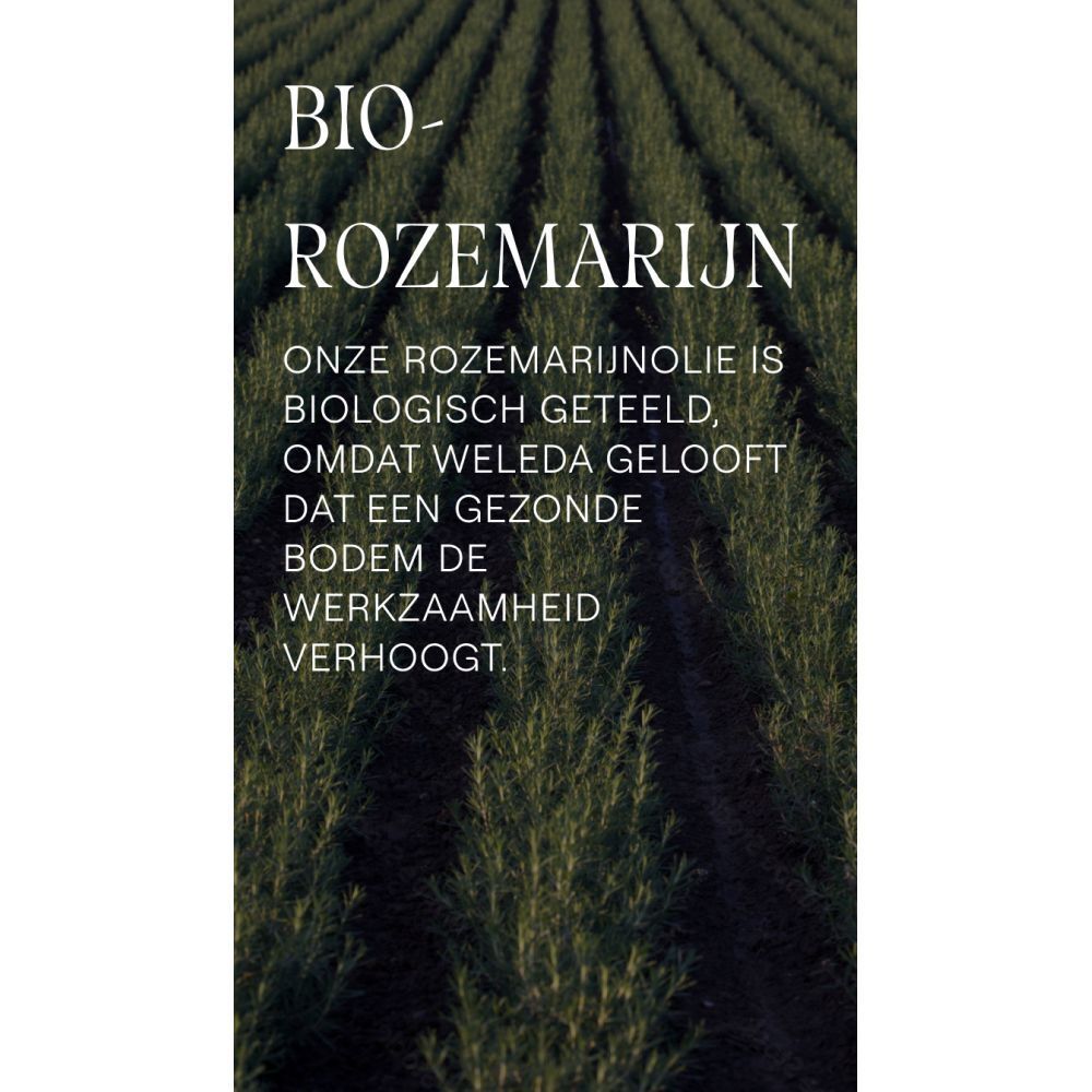 Rij rozemarijnplanten. Tekst: Bio-rozemarijn. Onze rozemarijnolie is biologisch geteeld.