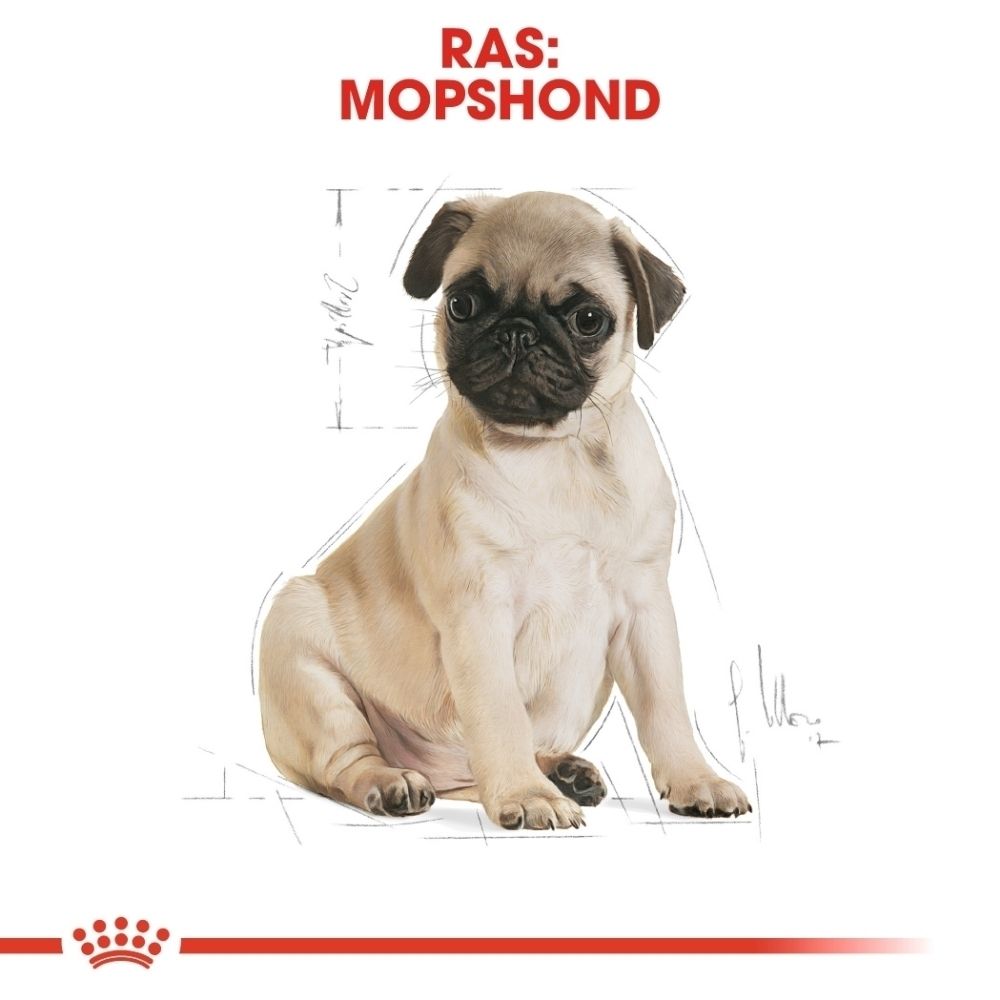 Close-up van een brokvorm voor Royal Canin Pug Puppy hondenvoer, met de tekst "Tailor-Made Kibble".