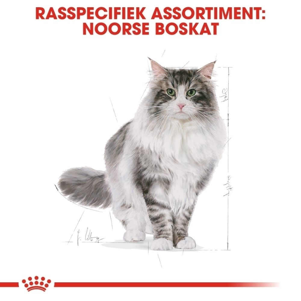 Noorse Boskat met grijs-wit bont, gedetailleerde schets ernaast.