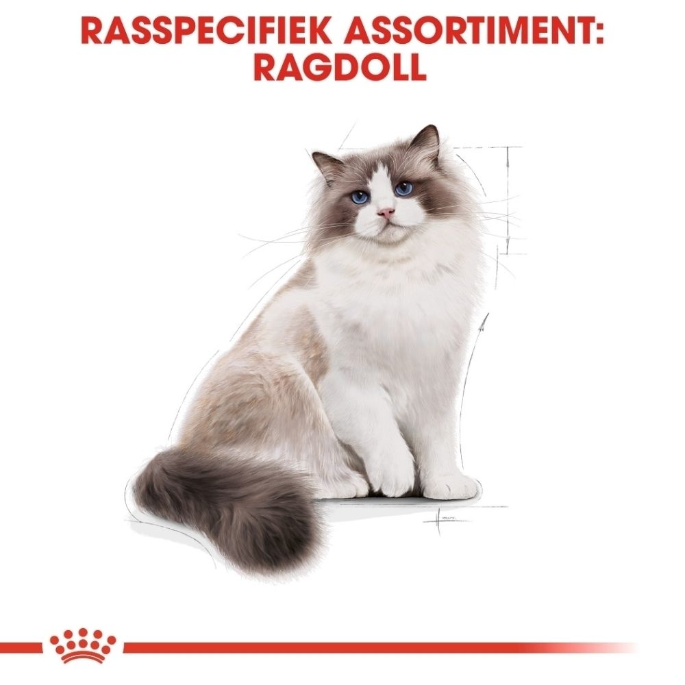 Ragdoll kat met blauwe ogen en lange vacht, zittend op witte achtergrond.