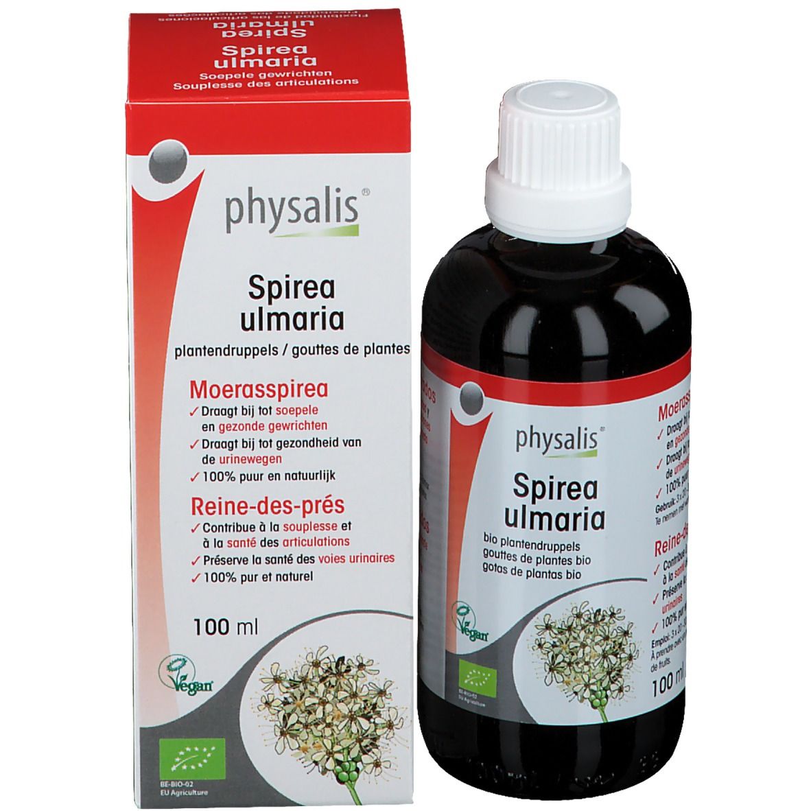 Physalis® Spirea Ulmaria