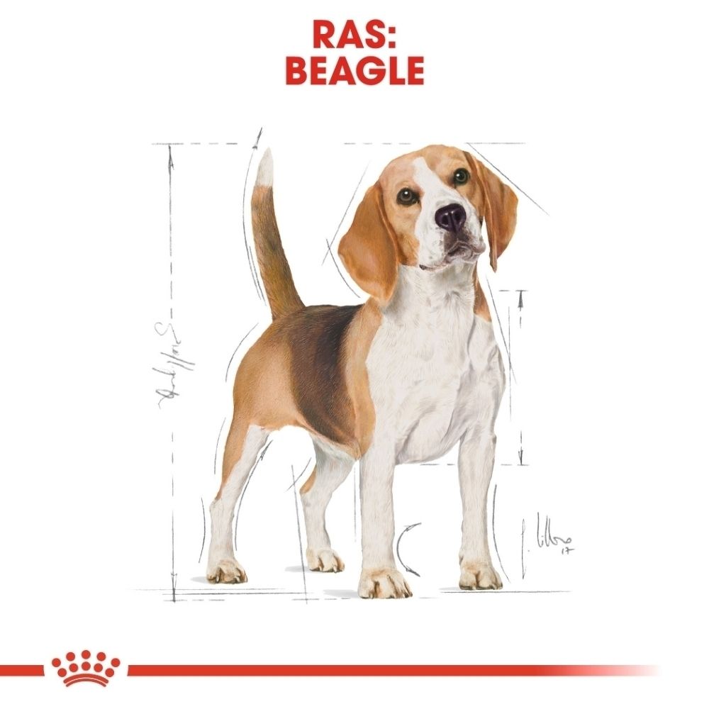 Illustratie van een Beagle hond voor Royal Canin Beagle Adult.