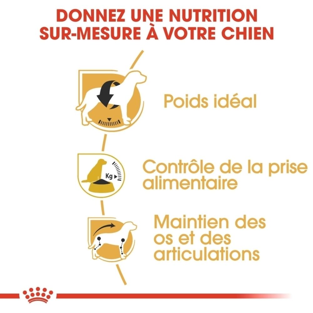 Illustration d'un chien Beagle pour Royal Canin Beagle Adulte.