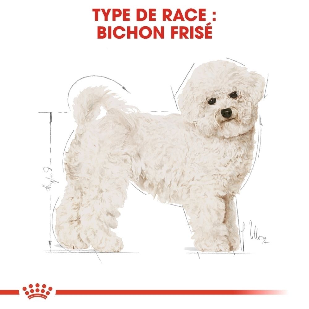 Illustration d'un chien Bichon Frisé blanc avec des lignes et des mesures schématiques.