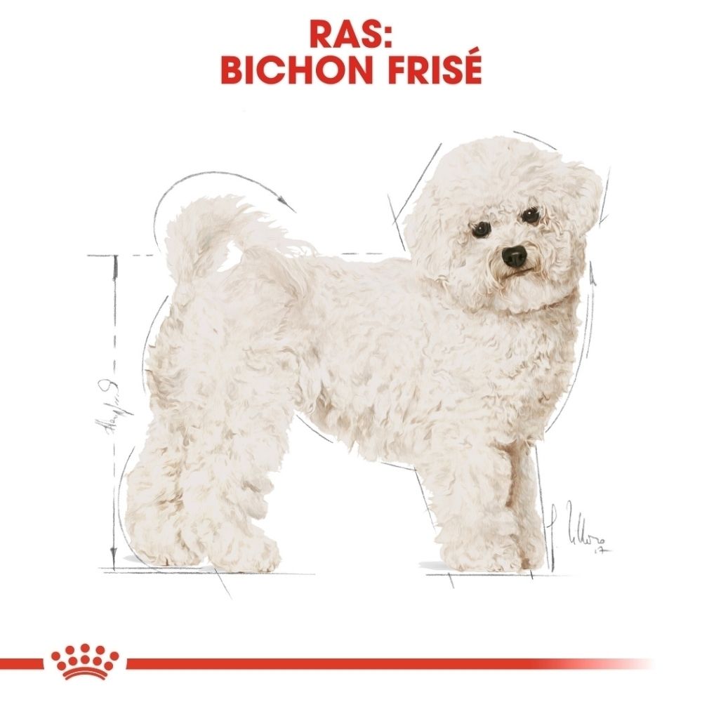 Schema van een Bichon Frisé met afmetingen. De hond is wit met een krullende vacht.
