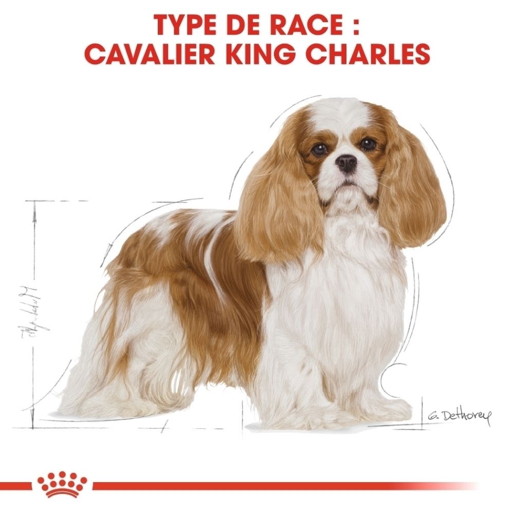 Illustration d'un Cavalier King Charles avec des caractéristiques de race détaillées et des schémas de dimensions.