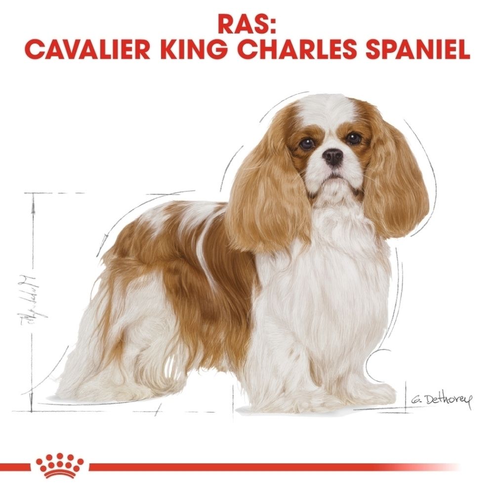 Illustratie van een Cavalier King Charles Spaniel met maattekeningen.