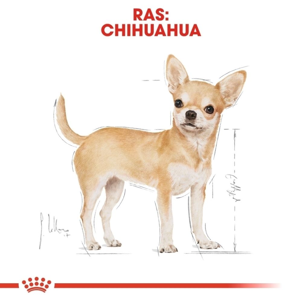 Illustratie van een Chihuahua-hond met meetlijnen, ROYAL CANIN Breed Nutrition.